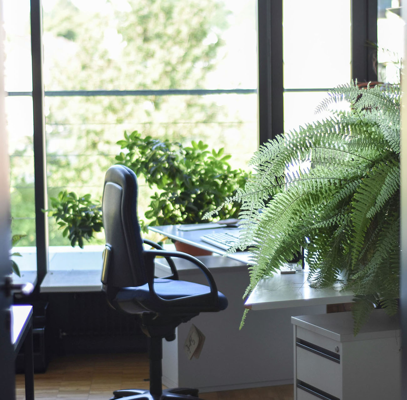 PlantingLushFern